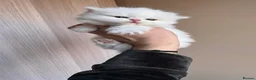 British Longhair cats for sale: Vet bred teddybear lap cats gccf - Advert 4
