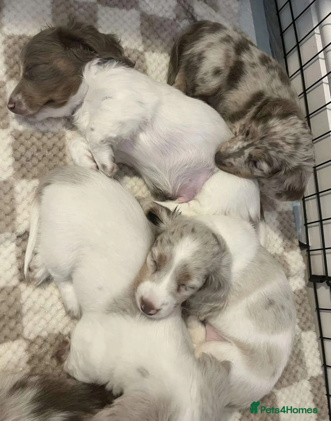 Miniature Dachshund dogs for sale: Beautiful Miniature Dachshund Puppies in Stirling - Advert 2