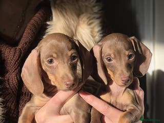 Miniature Dachshund dogs Miniature Dachshunds - Advert 2