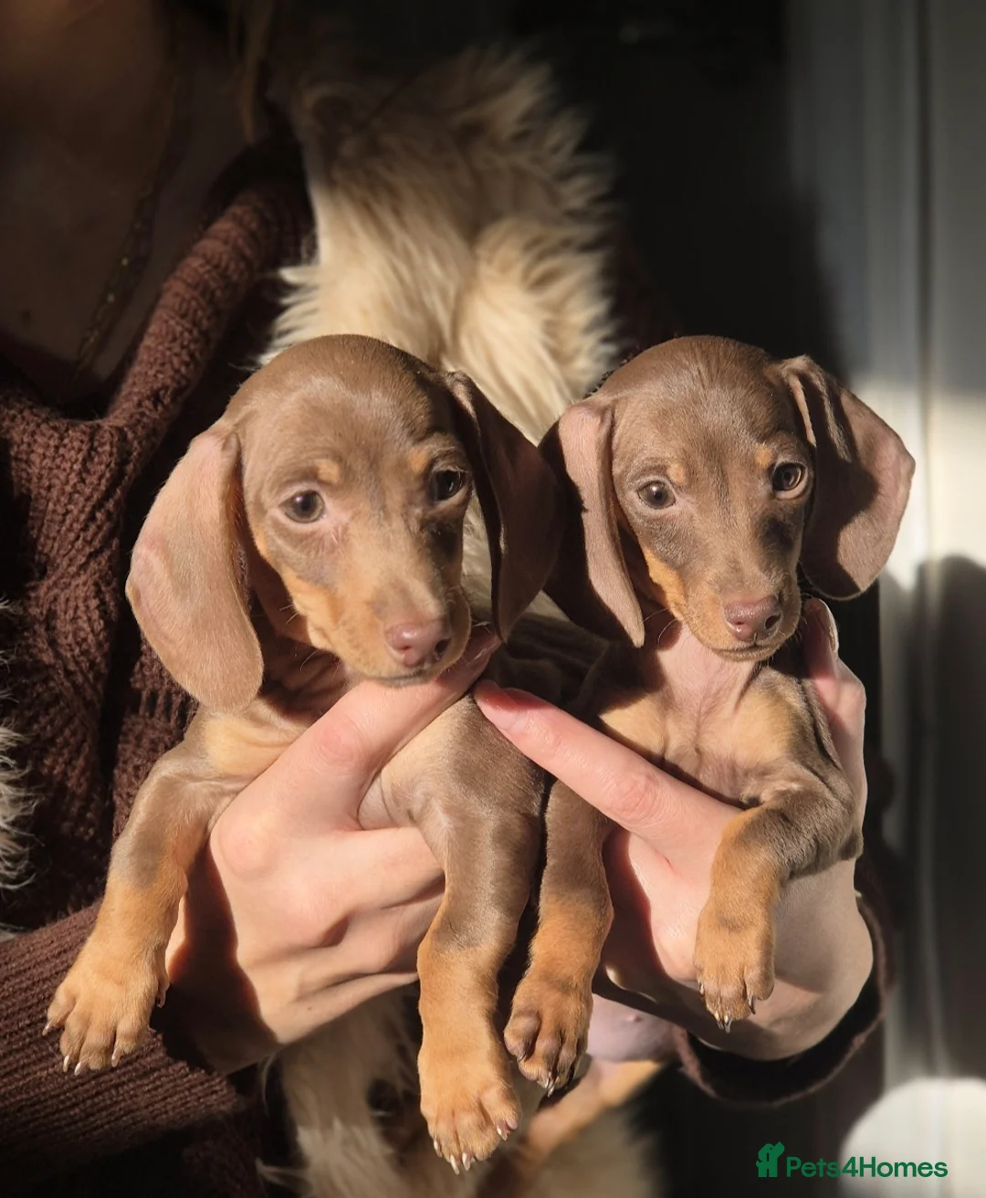 Miniature Dachshund dogs for sale: Miniature Dachshunds - Advert 2