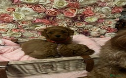 Cavapoo dogs for sale: 5⭐️ F1B Cavapoo’s - Image 12