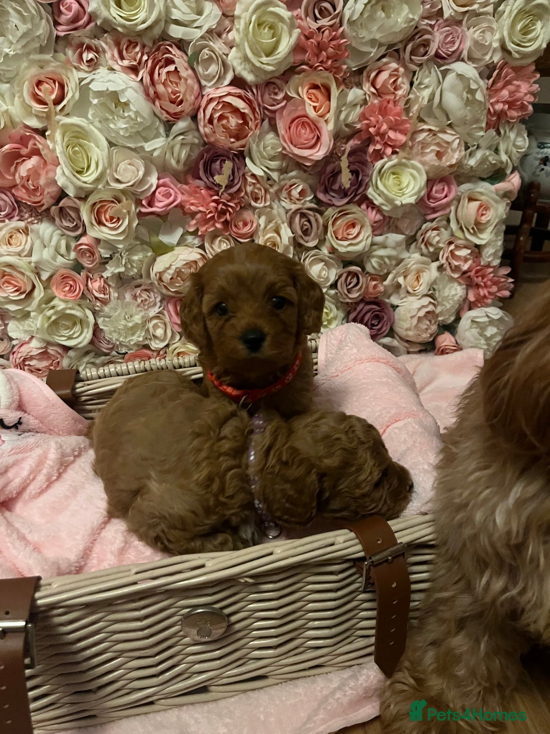 Cavapoo dogs for sale: 5⭐️ F1B Cavapoo’s - Image 12