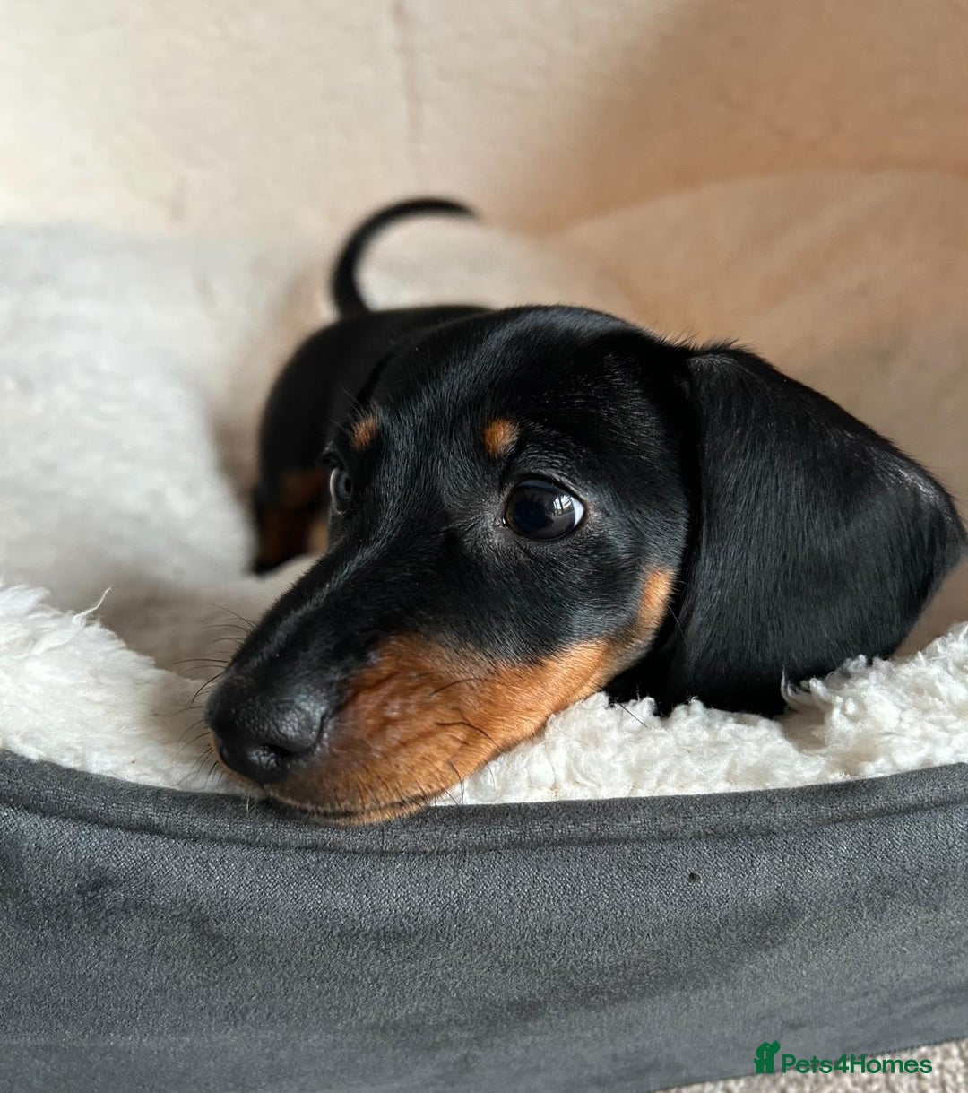 Miniature Dachshund dogs for sale: AVAILABLE NOW! Little Legs & Big Hearts - Advert 21