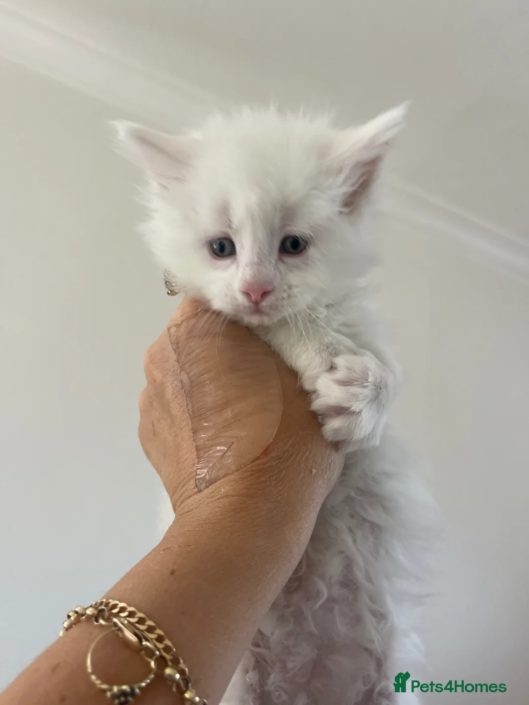 Maine Coon cats for sale: Maine Coon girl - Advert 1