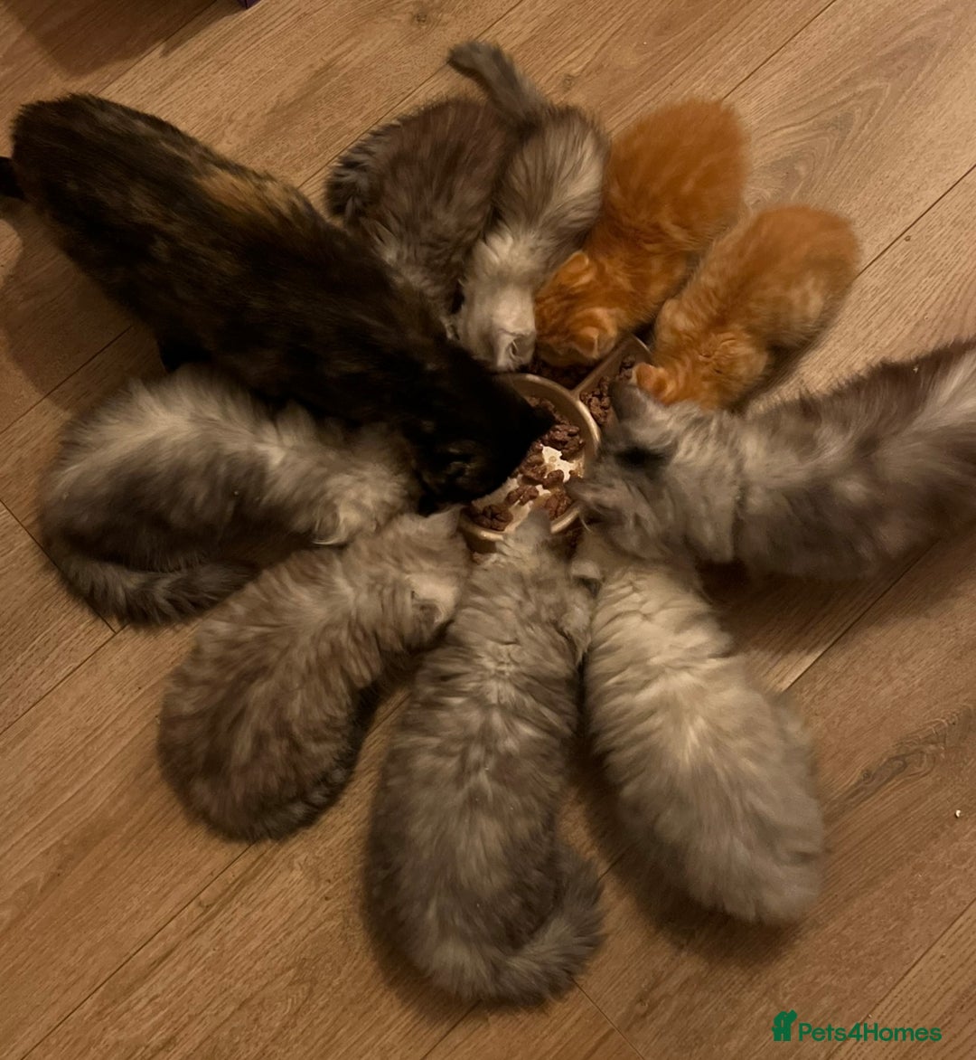 Munchkin cats for sale: Exceptional Quality & Extremely Rare Silver Minuet - Image 30