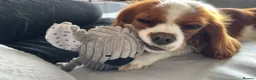 Cavalier King Charles Spaniel dogs for sale: 14 Month Old Cavalier King Charles Spaniel - Advert 2