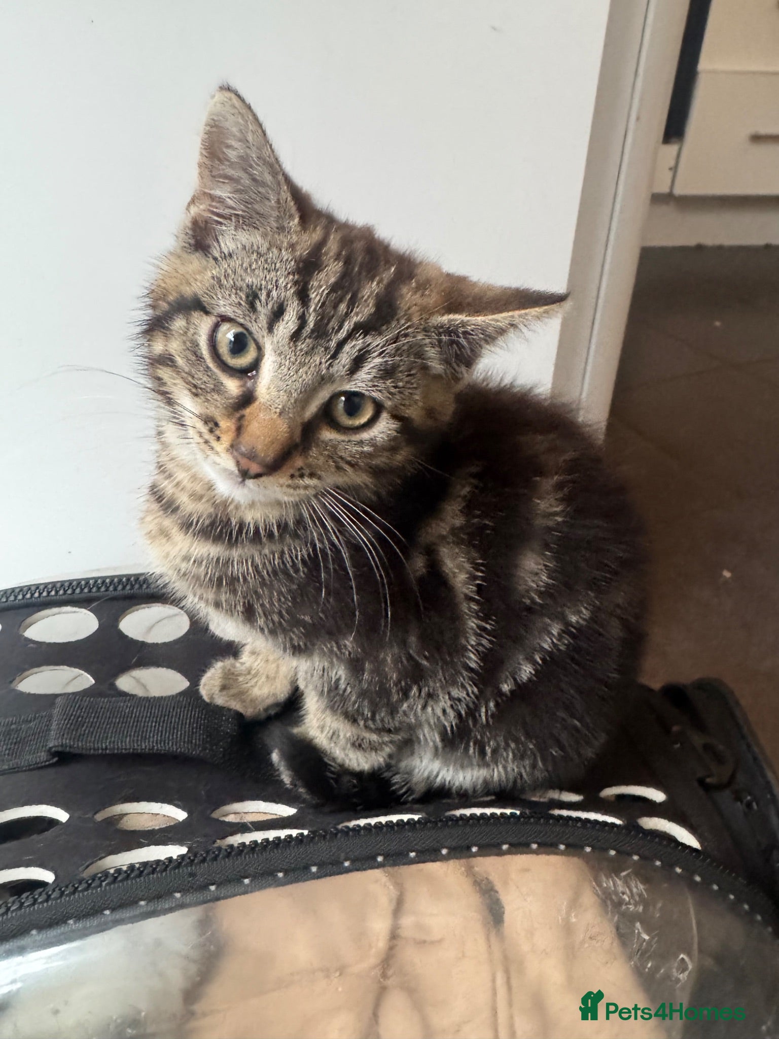 Mixed Breed cats Two 18weeks old Kittens ready for forever homes  - Advert 1