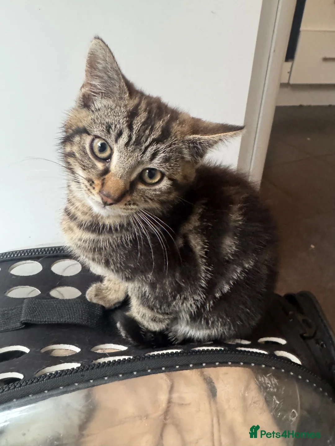 Mixed Breed cats for sale: Two 18weeks old Kittens ready for forever homes  - Advert 1