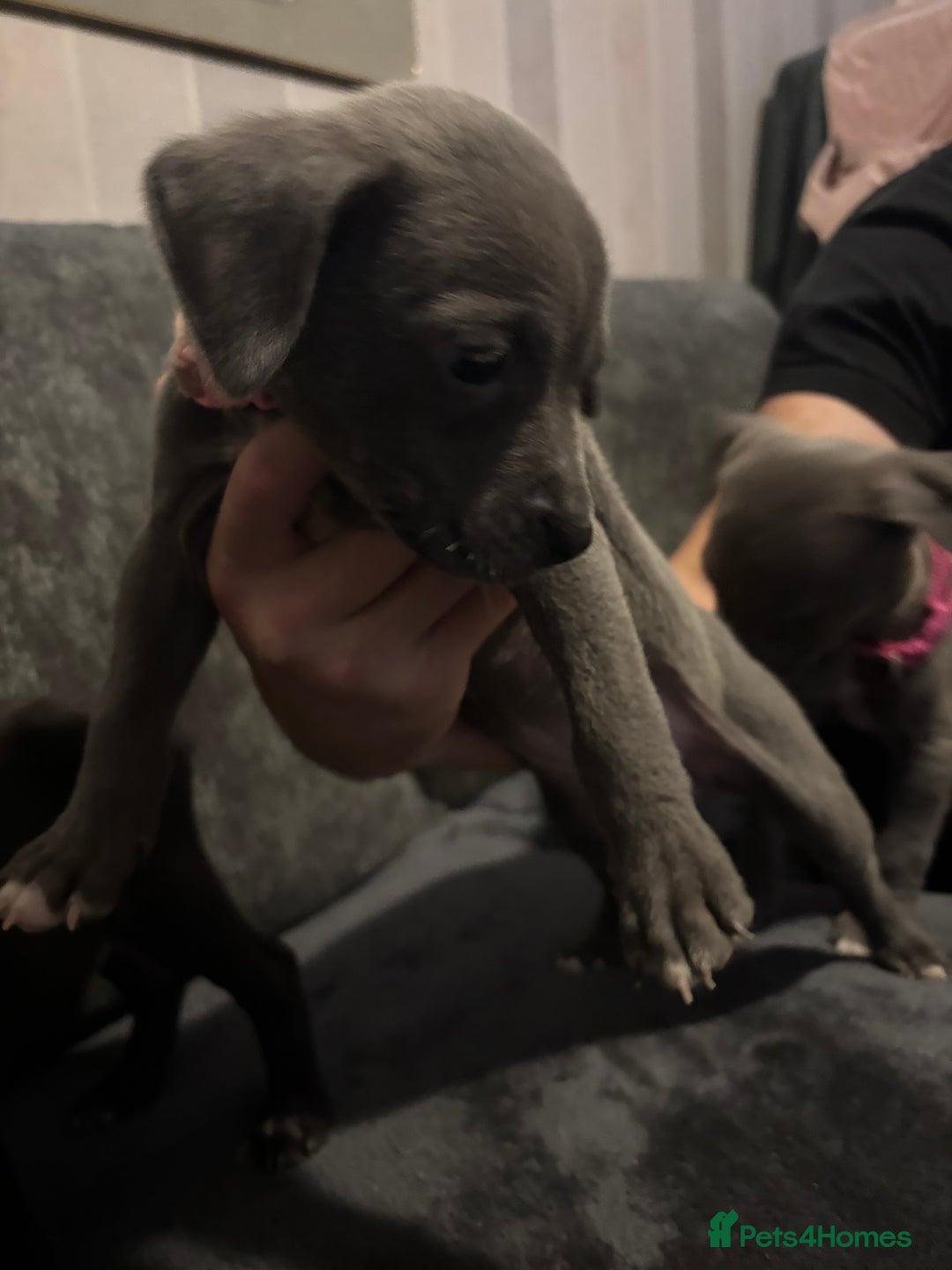 Mixed Breed dogs for sale: Cane corso x pressa pups ready to leave  - Advert 7