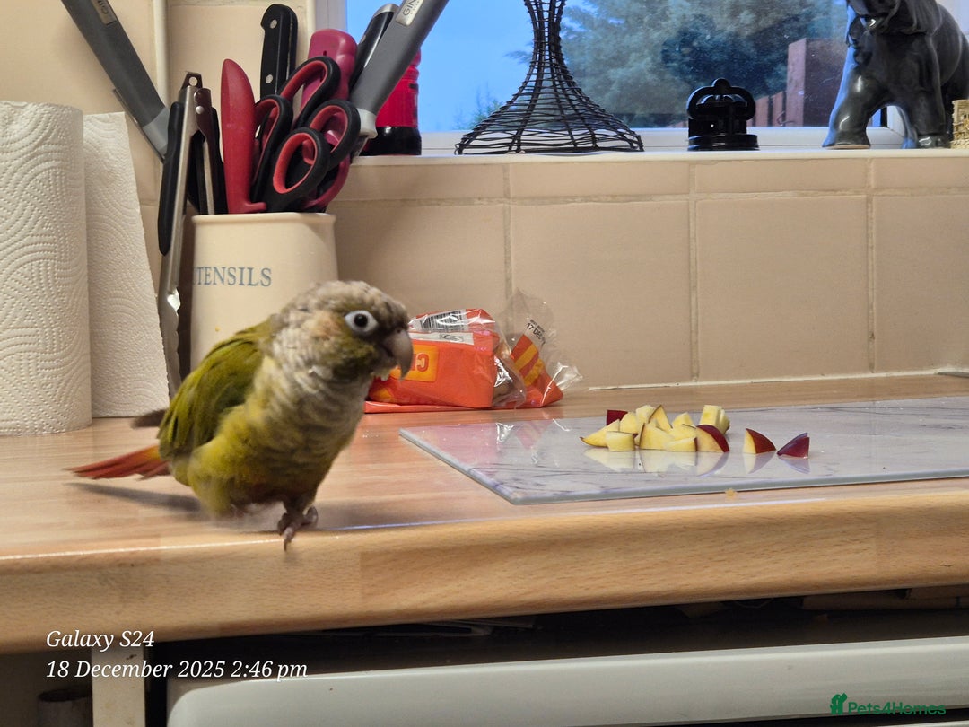 Conures birds for sale: Green Cheek Conure - Advert 1