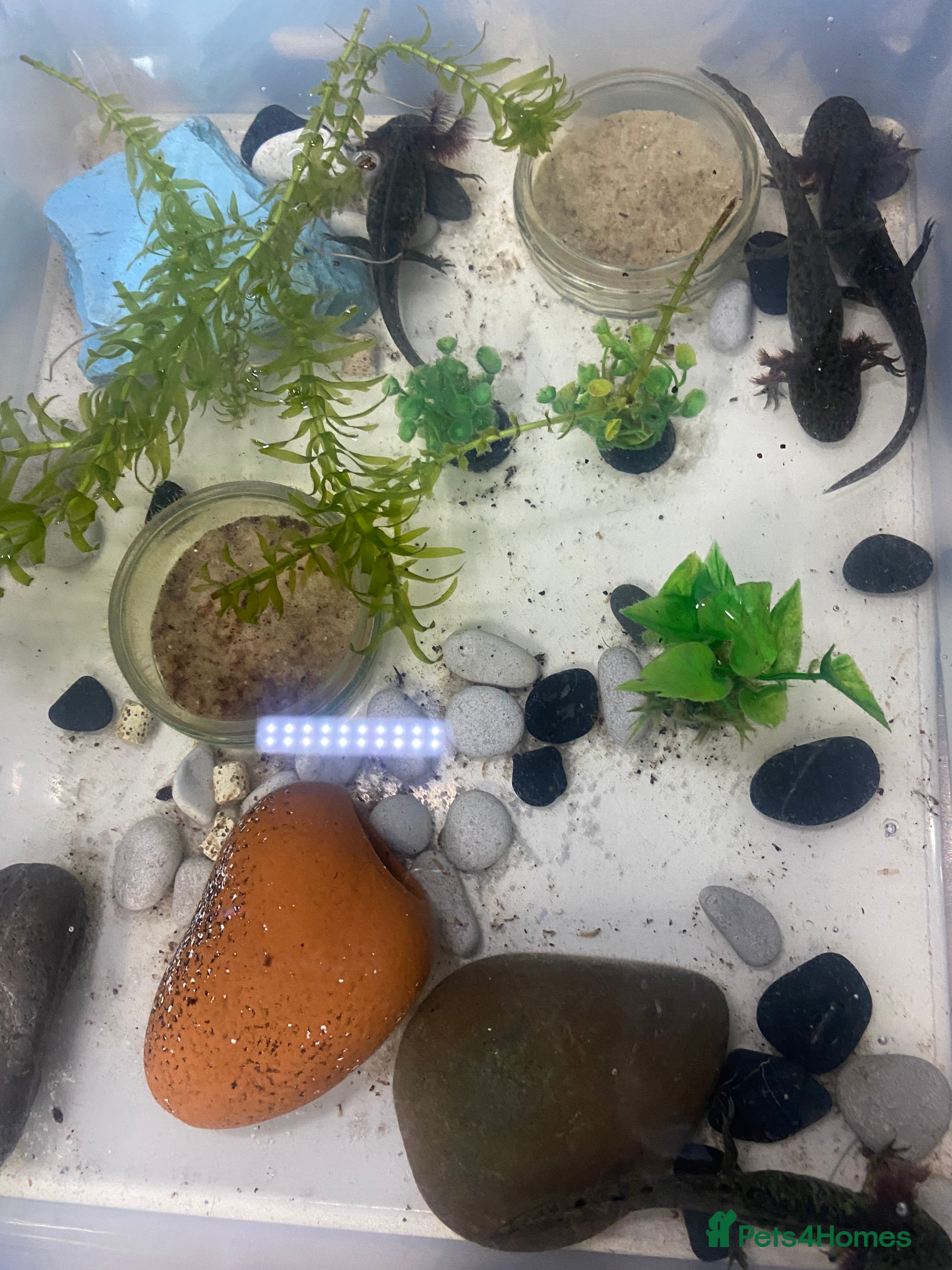 Axolotl reptiles Axolotl juveniles available in Manchester.  - Advert 19