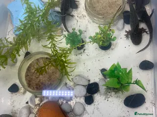 Axolotl reptiles Axolotl juveniles available in Manchester. - Advert 1