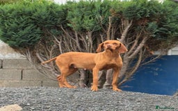 Hungarian Vizsla dogs for sale: Gorgeous KC Hungarian Vizsla puppies - Image 11