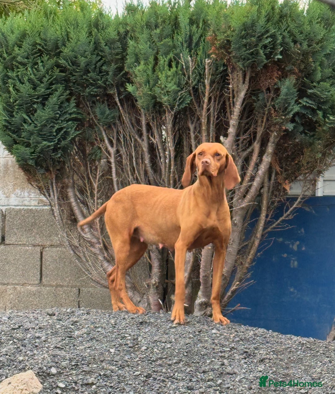 Hungarian Vizsla dogs for sale: Gorgeous KC Hungarian Vizsla puppies - Image 11