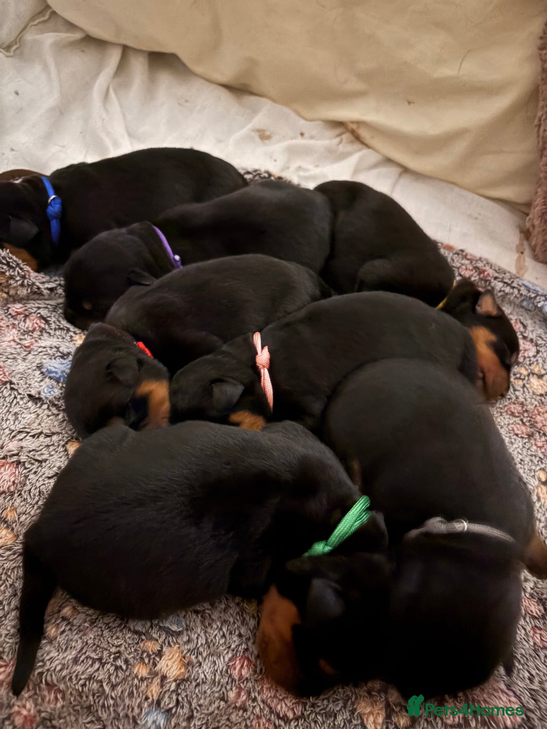 Rottweiler dogs for sale: Rottweiler Puppies  - Image 9