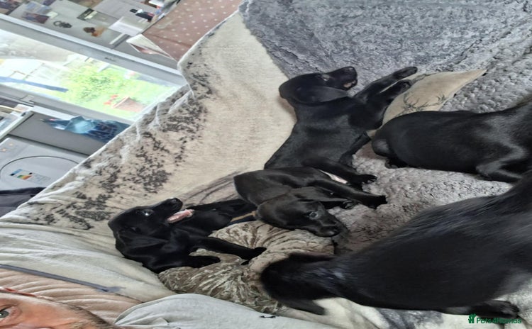 Labrador Retriever dogs - Advert 13