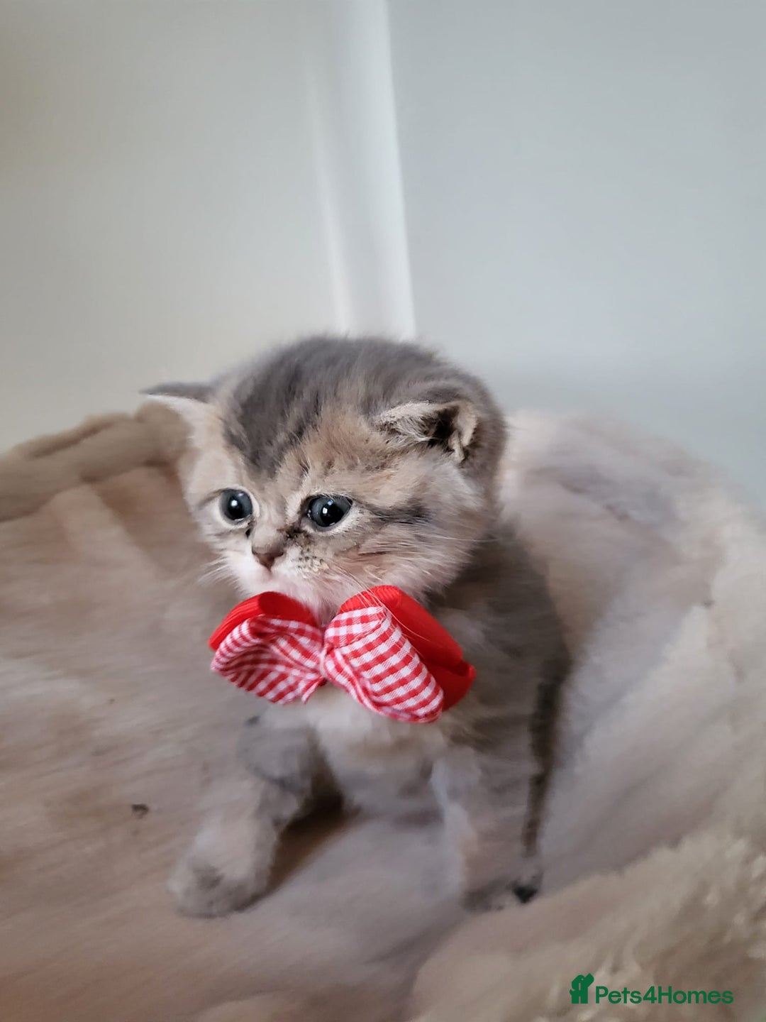 British Shorthair cats for sale:  **  **  **  ** BRITISH SHORTLY **  **  **  **   - Advert 23