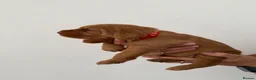 Hungarian Vizsla dogs for sale: Wirehaired Hungarian Vizsla - Advert 12