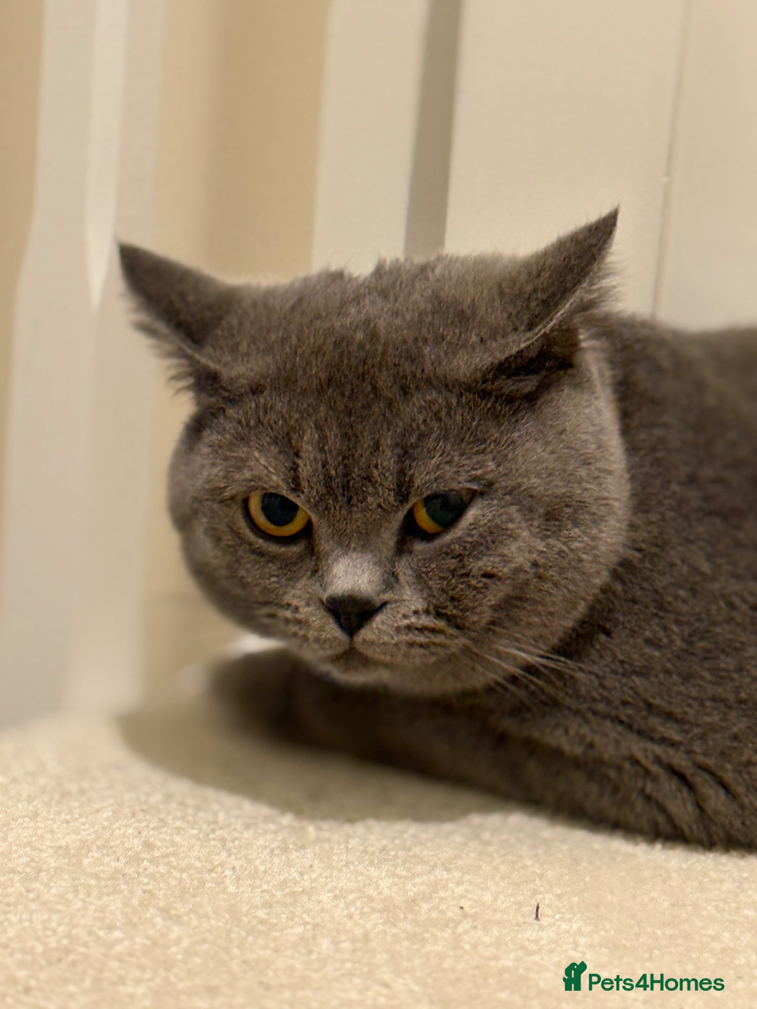 Meeko
