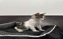 Mixed Breed cats for adoption: Freddy for adoption - Image 4