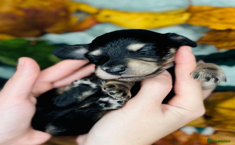 Miniature Dachshund dogs - Advert 13