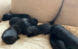 Cocker Spaniel dogs for sale: 6 adorable Cocker Spaniel pups - Image 8