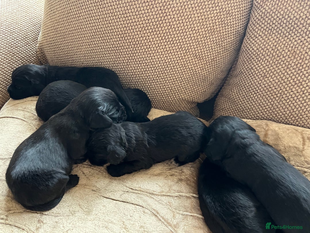 Cocker Spaniel dogs for sale: 6 adorable Cocker Spaniel pups - Image 8