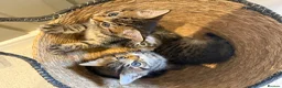 Mixed Breed cats for sale: Kittens - Advert 4