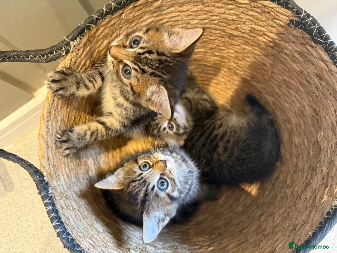Mixed Breed cats for sale: Kittens - Advert 4
