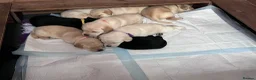 Labrador Retriever dogs for sale: 1 Beautiful Labrador Puppy  - KC Registered  - Advert 10
