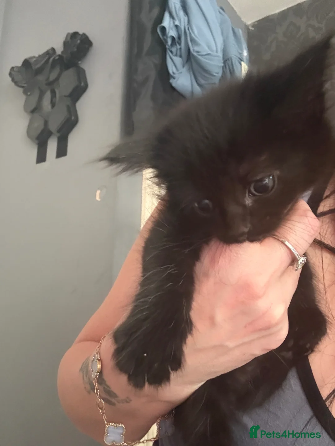 Mixed Breed cats for sale: Mixed breed kittens - Advert 9