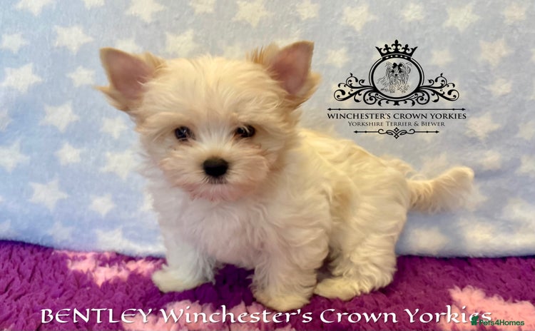 Yorkshire Terrier dogs - Advert 4