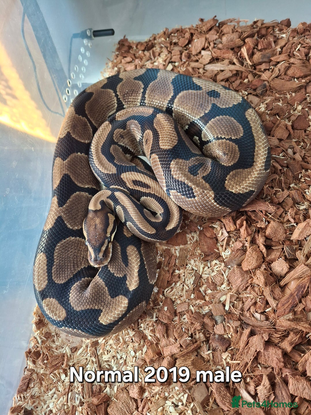 Python Snake reptiles for sale: Ball python 1 normal male 2 Pinstripe females  - Advert 4