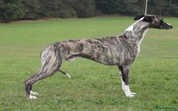 Whippet dogs for sale: KC registered whippet puppies  - Image 8