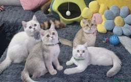 British Shorthair cats for sale: Pedigree British shorthair boy, Champion parents.  - Image 10