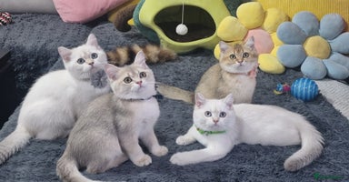 British Shorthair cats - Advert 14