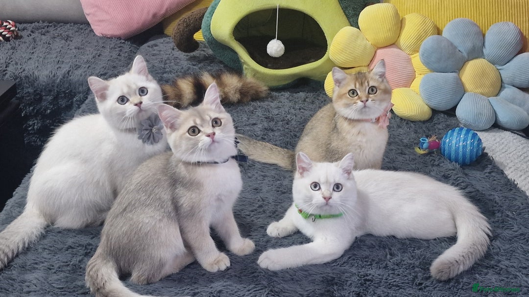 British Shorthair cats for sale: Pedigree British shorthair boy, Champion parents.  - Image 10