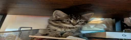Mixed Breed cats for sale: Stunning Kittens Ready to Leave 30th September - Advert 18