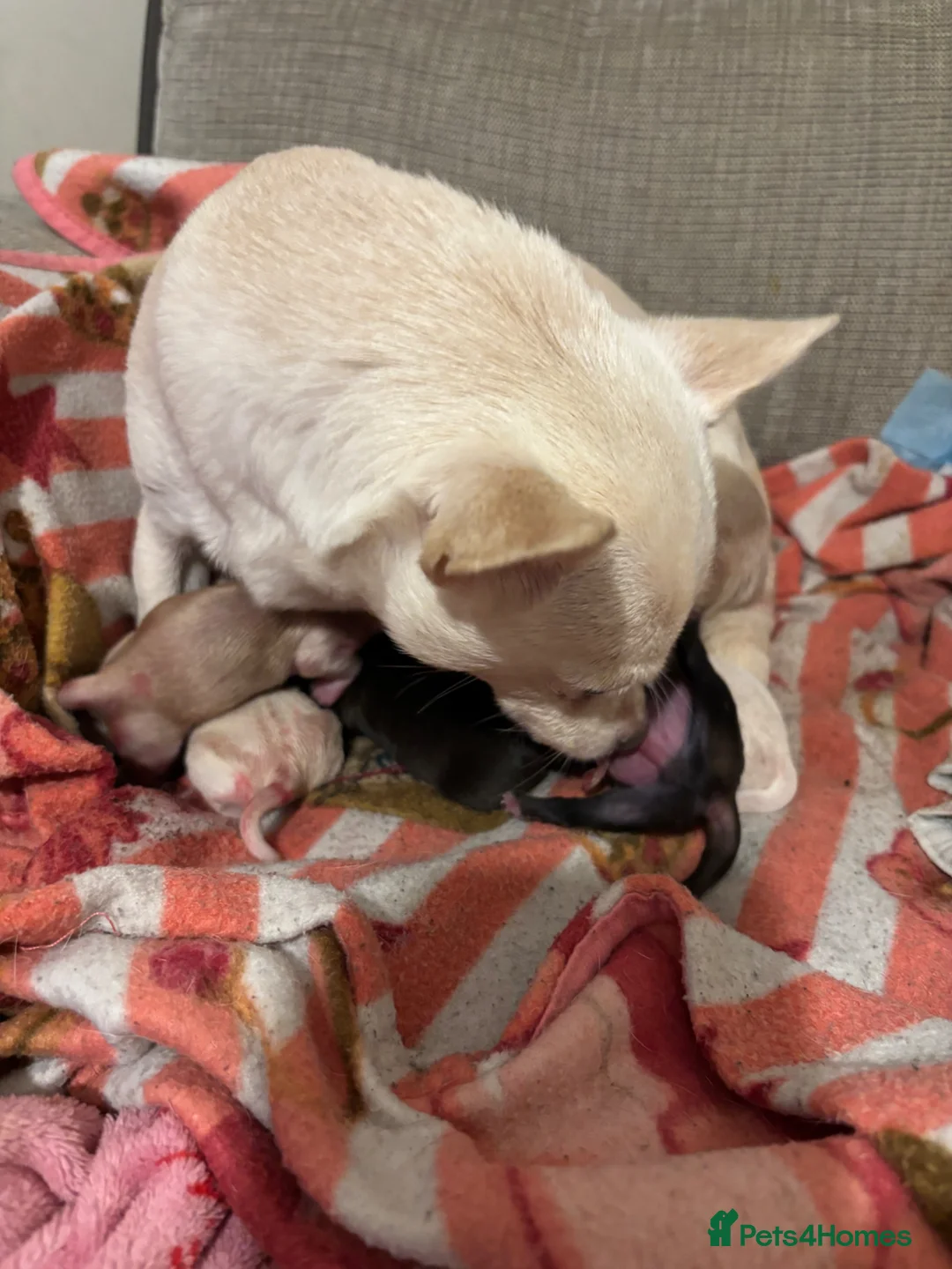 Chug dogs for sale: 5 male chihuahua/Chug puppies  - Advert 13