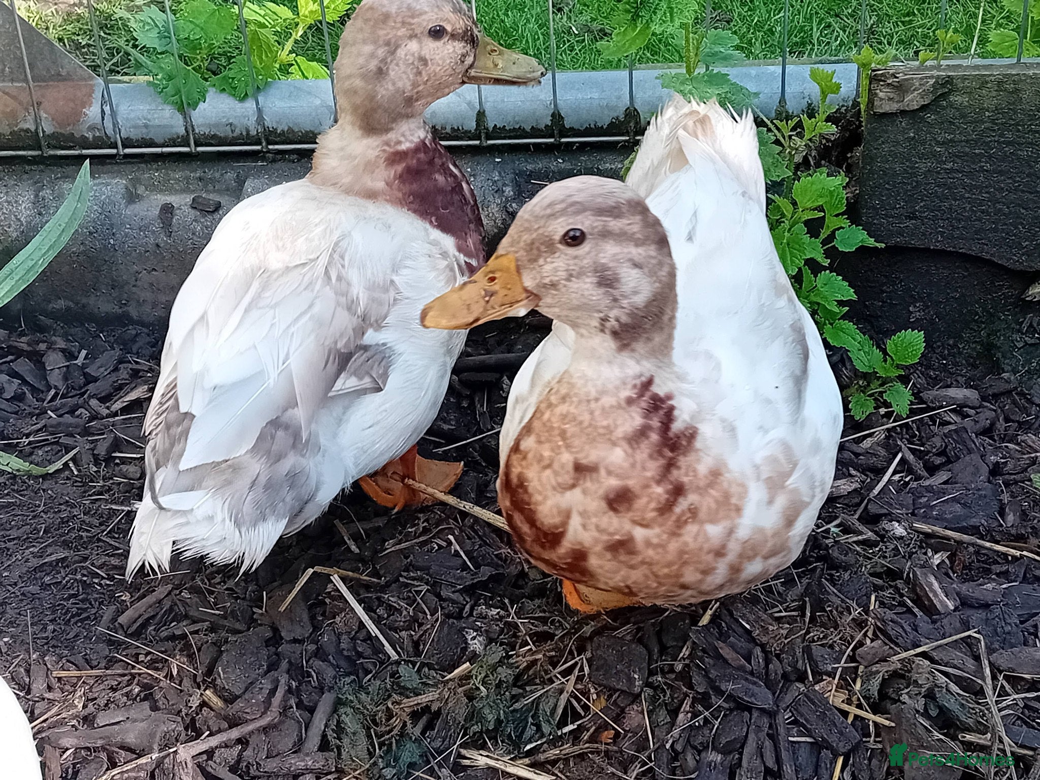 Ducks poultry for sale: Miniature Pet Drakes Looking for a Home Together - Advert 4