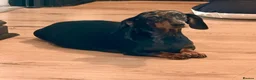 Miniature Dachshund dogs for sale: Beautiful Miniature Dachshund Puppies 🐶 - Advert 5
