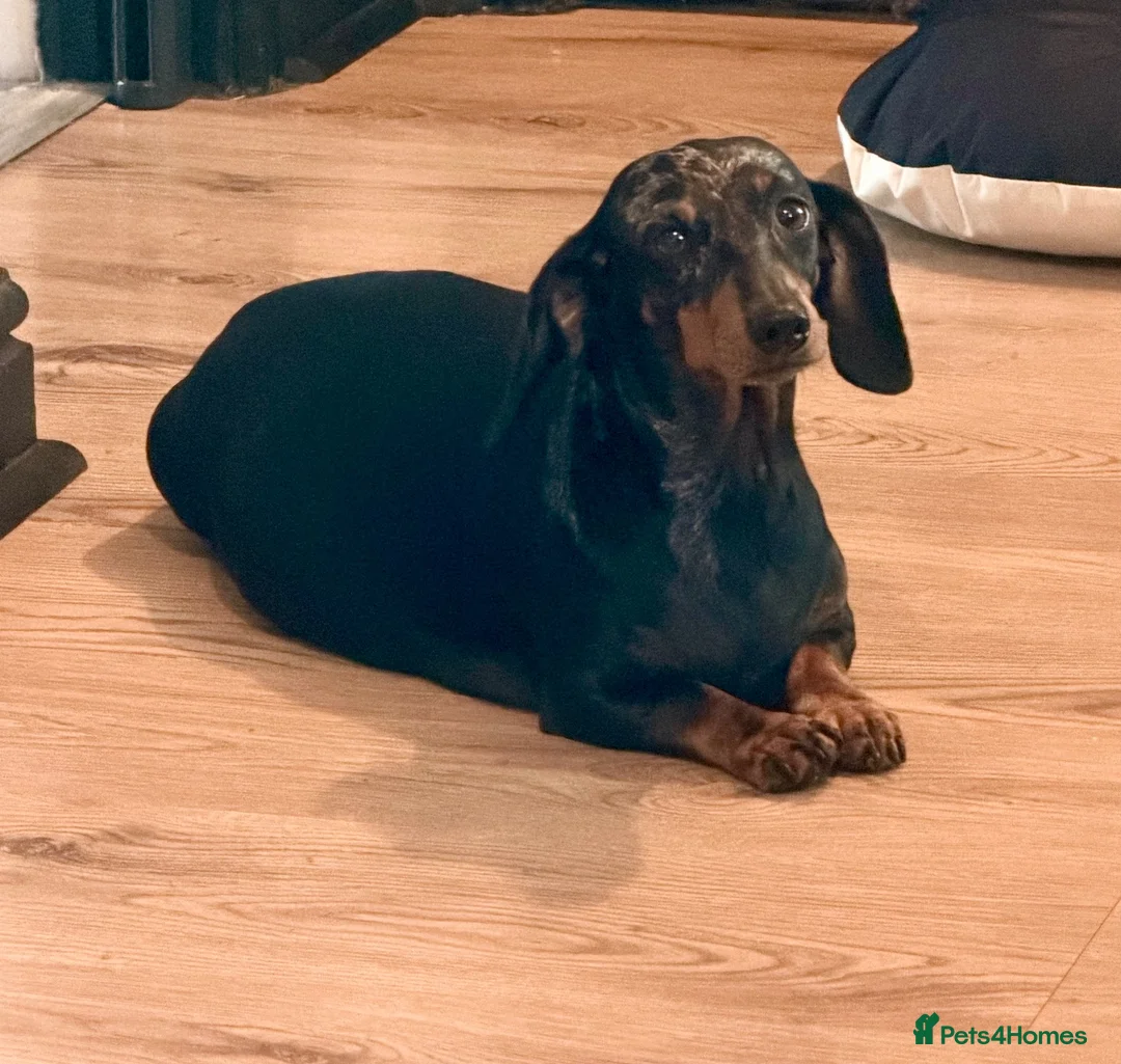 Miniature Dachshund dogs for sale: Beautiful Miniature Dachshund Puppies 🐶 - Advert 5