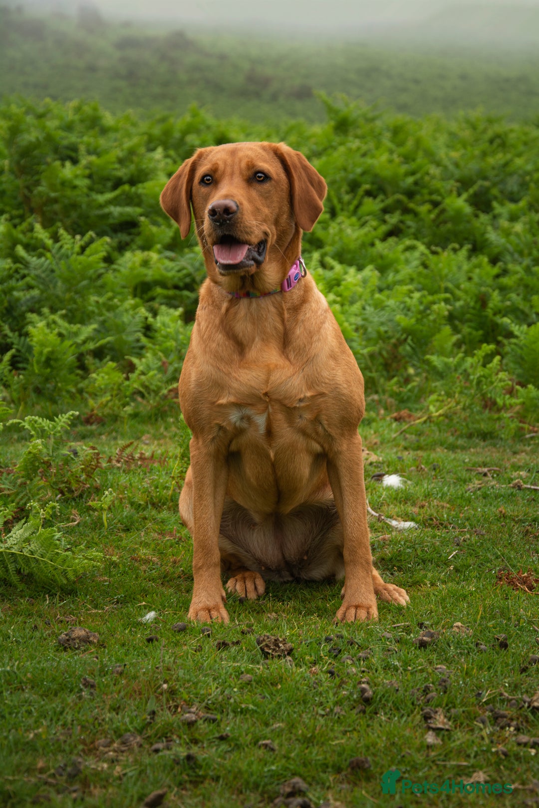 Labrador Retriever dogs for sale: Stunning 5* KC registered Fox Red Labradors - Advert 13