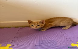 Domestic Shorthair cats for sale: 5 Kittens Looking For A Good Home - Image 13