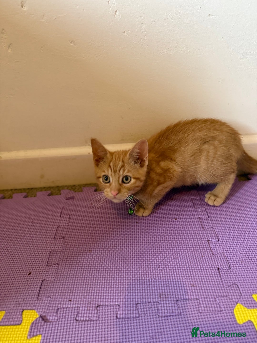 Domestic Shorthair cats for sale: 5 Kittens Looking For A Good Home - Image 13