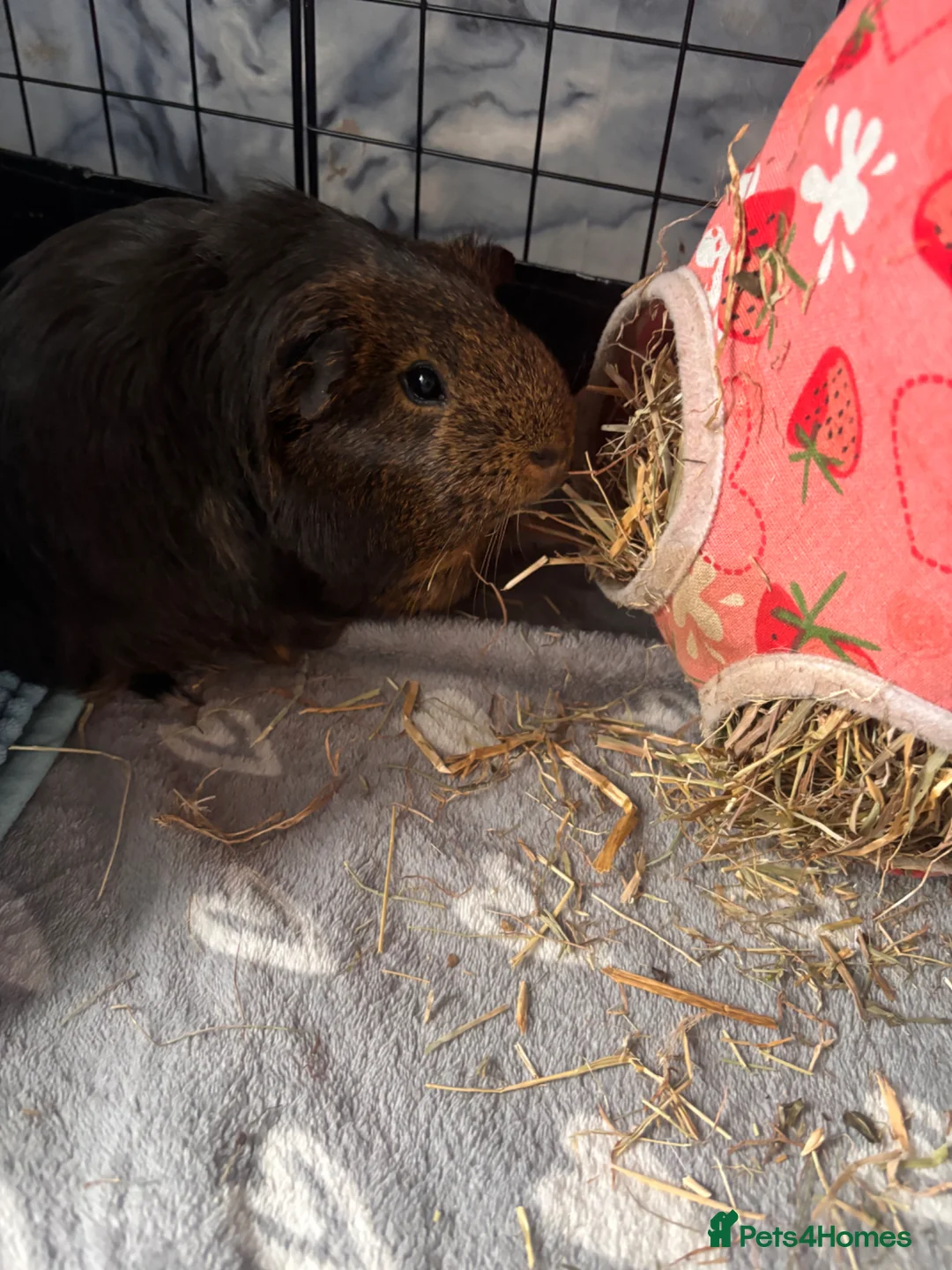Guinea Pig rodents for sale: 4 male guinea pigs plus accessories  in Larbert - Advert 1