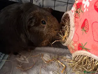 Guinea Pig rodents 4 male guinea pigs plus accessories - Advert 4