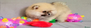 Pomeranian 2