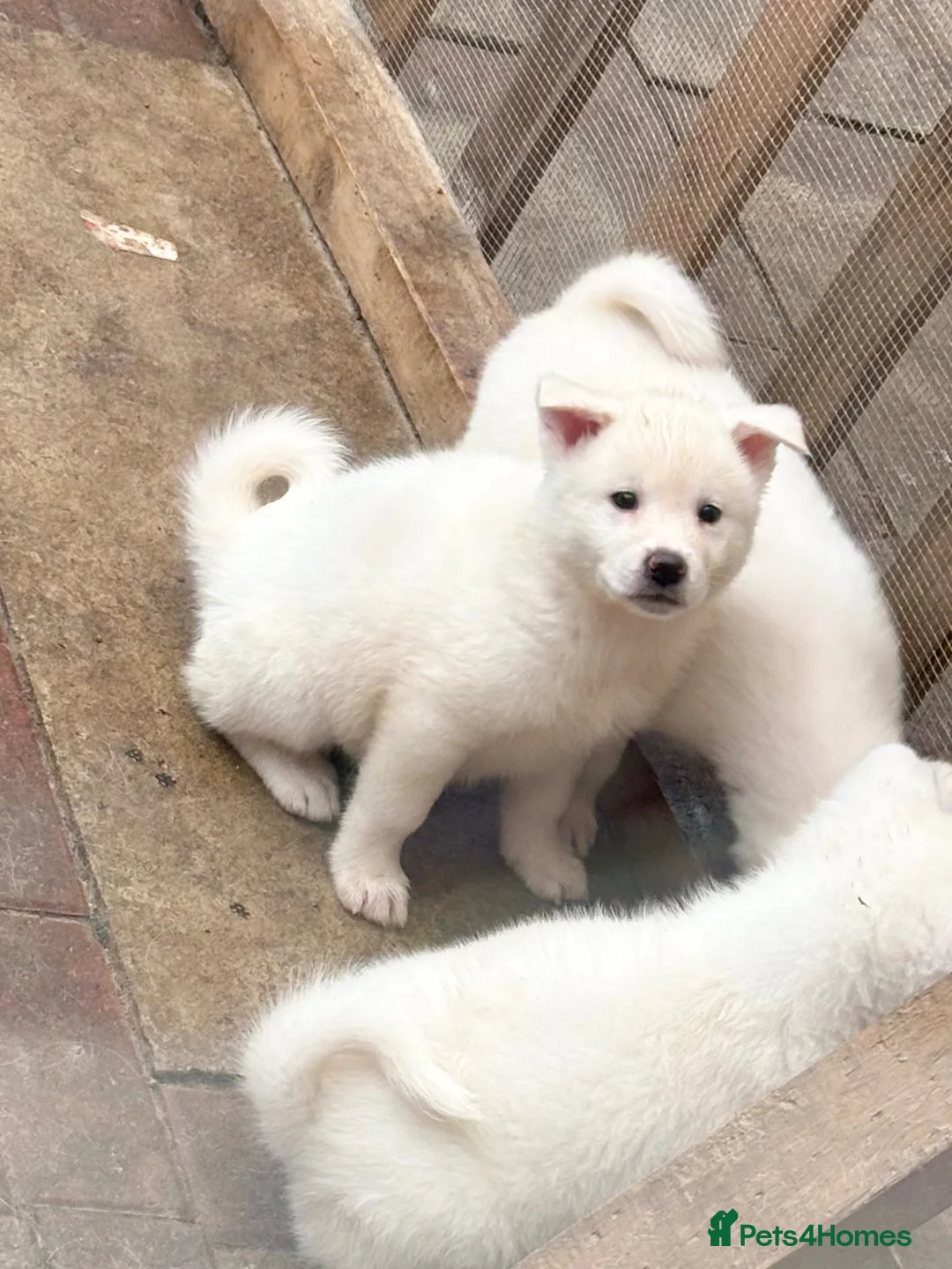 Japanese Akita Inu dogs for sale: Japanese Akita Inu Puppies - Advert 1