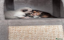 Persian cats for sale: Persian x bengal kitten left  - Image 2